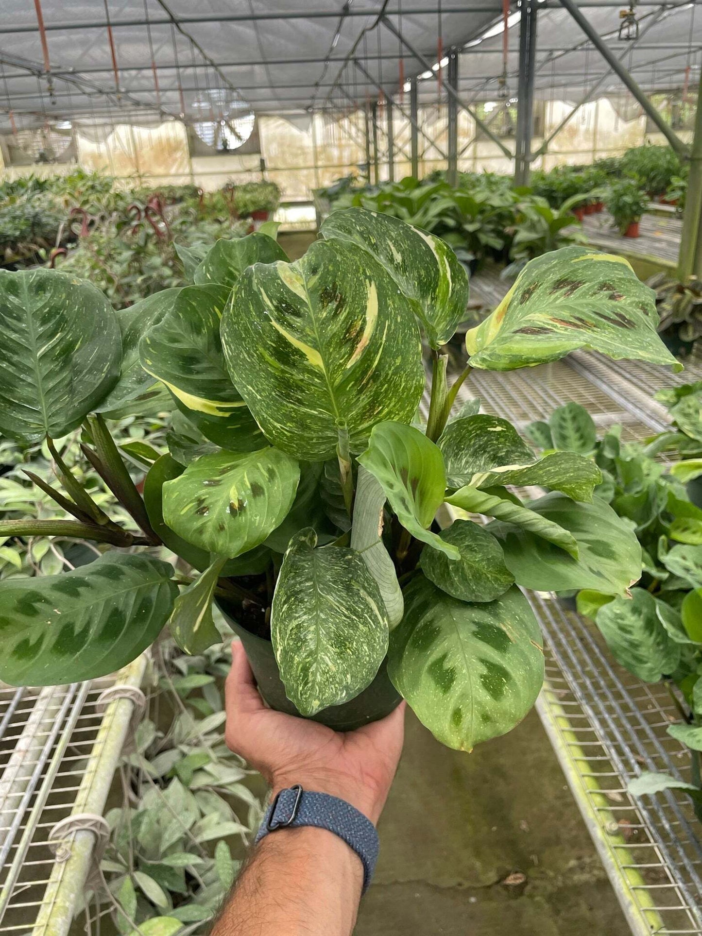 Maranta Variegated 'Beauty Kim'-6" Pot