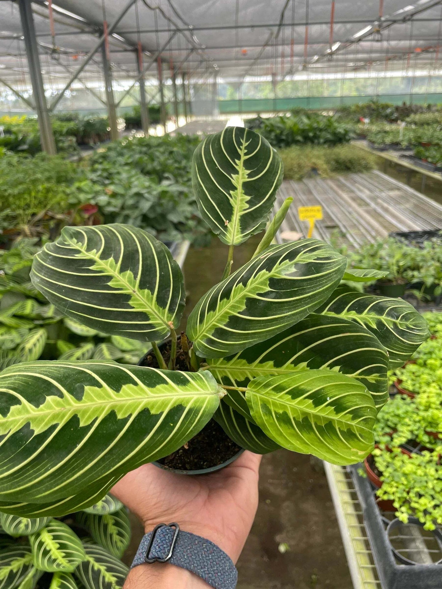 Maranta 'Lemon Lime'-6" Pot