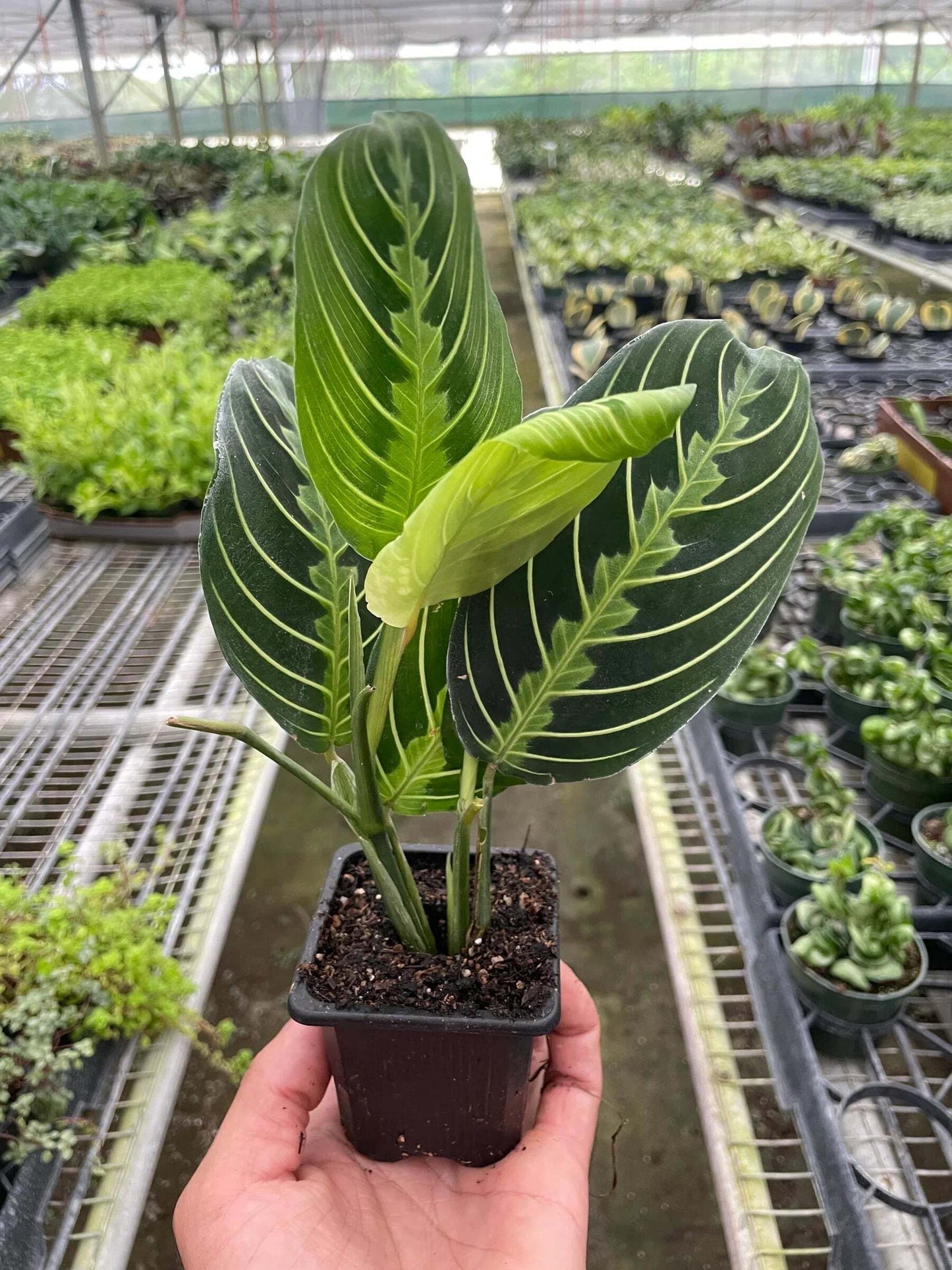 Maranta 'Lemon Lime'-6" Pot