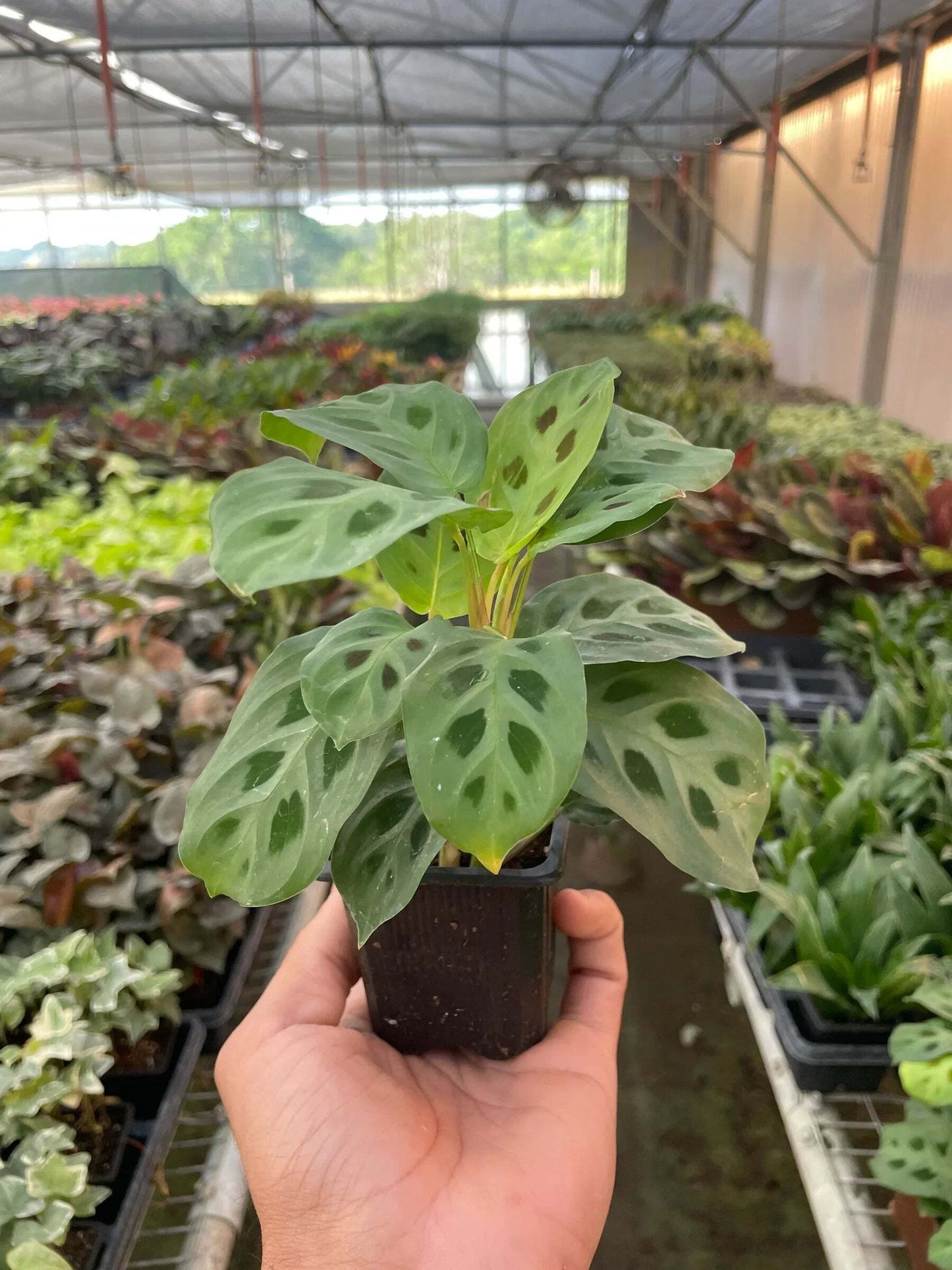 Maranta 'Leuconeura'-6" Pot