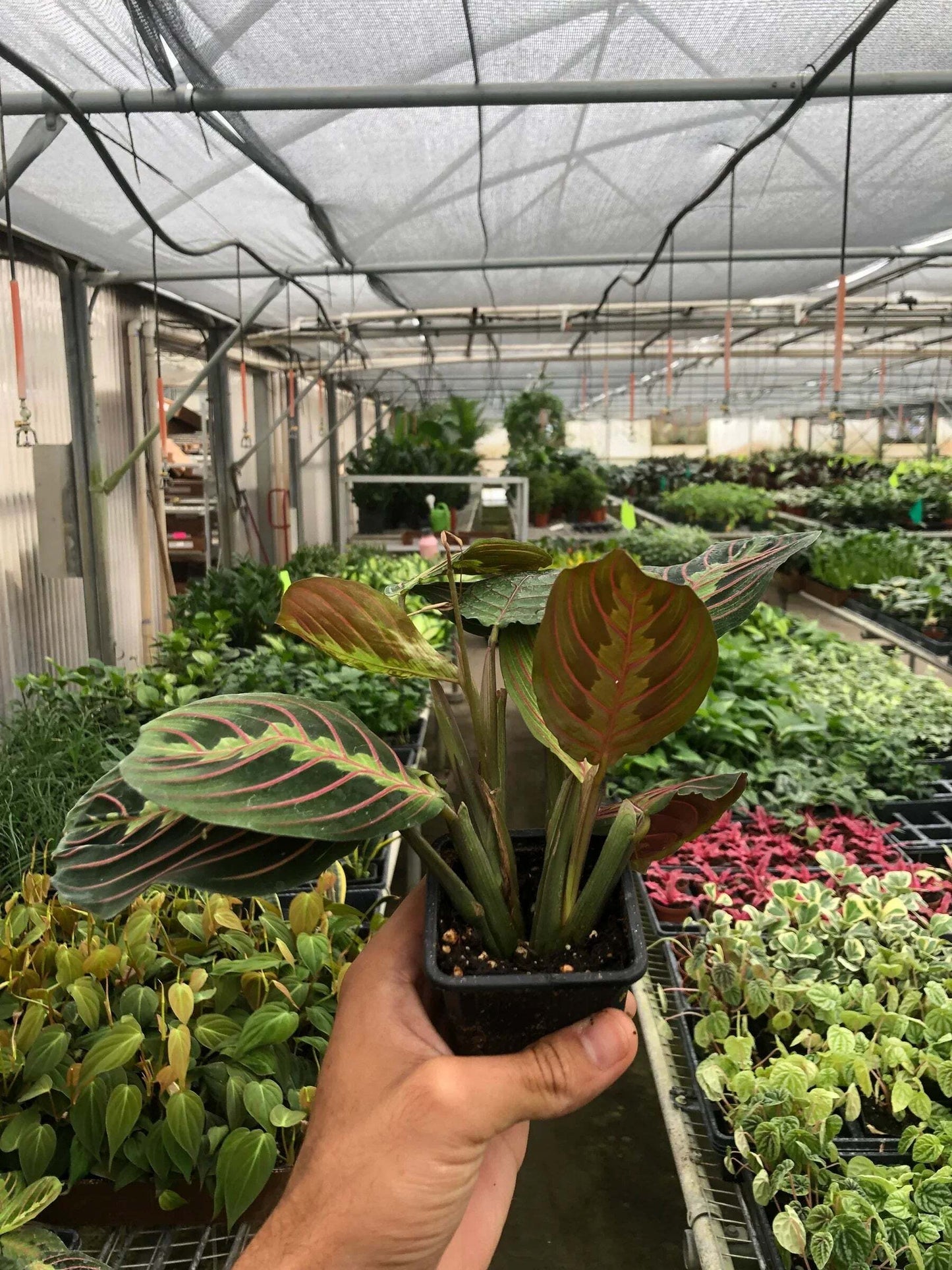 Maranta Red Prayer-6" Pot