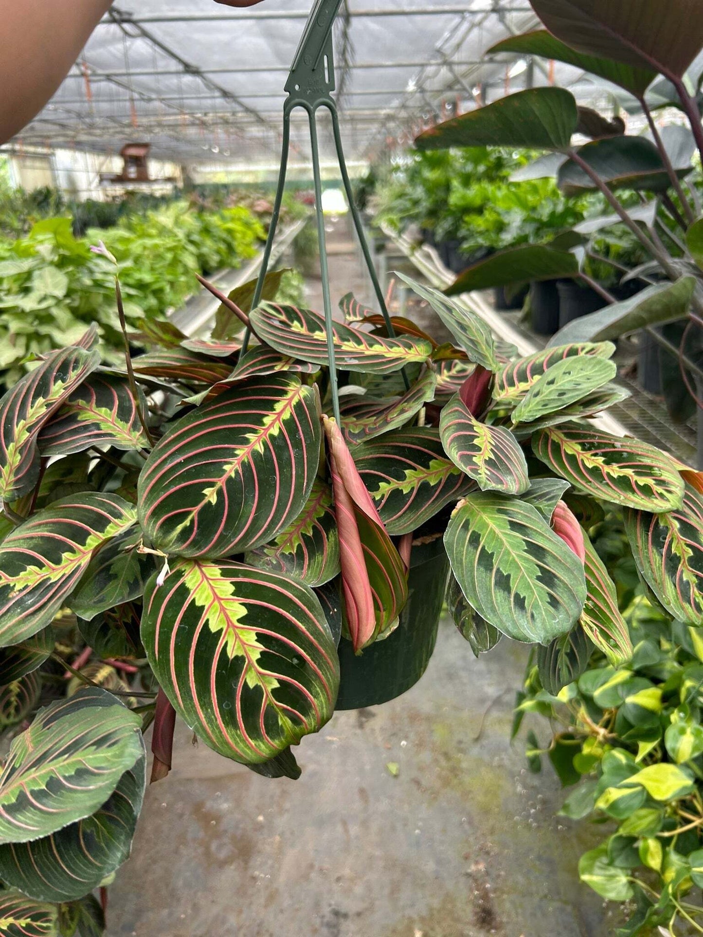 Maranta Red Prayer-6" Pot