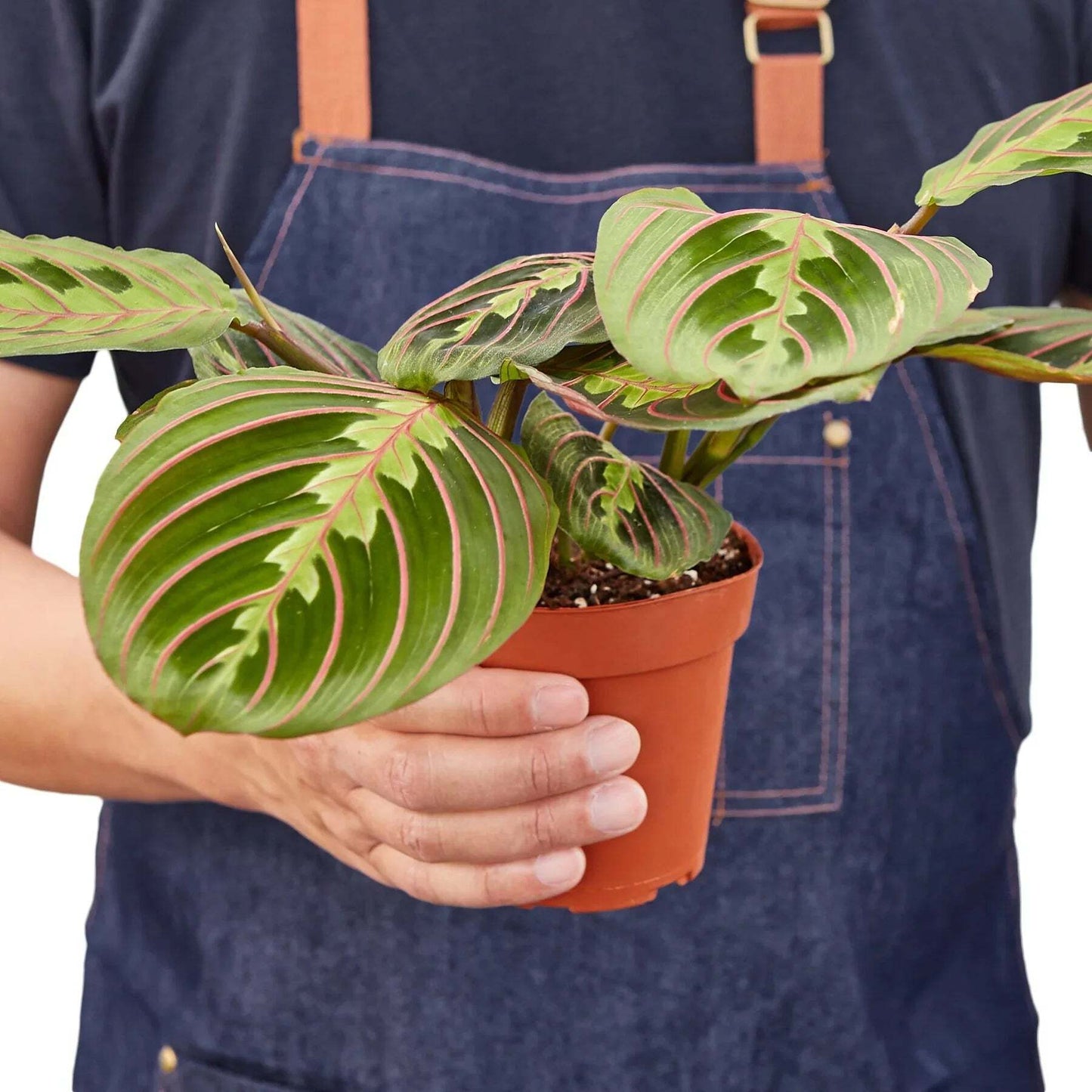 Maranta Red Prayer-6" Pot