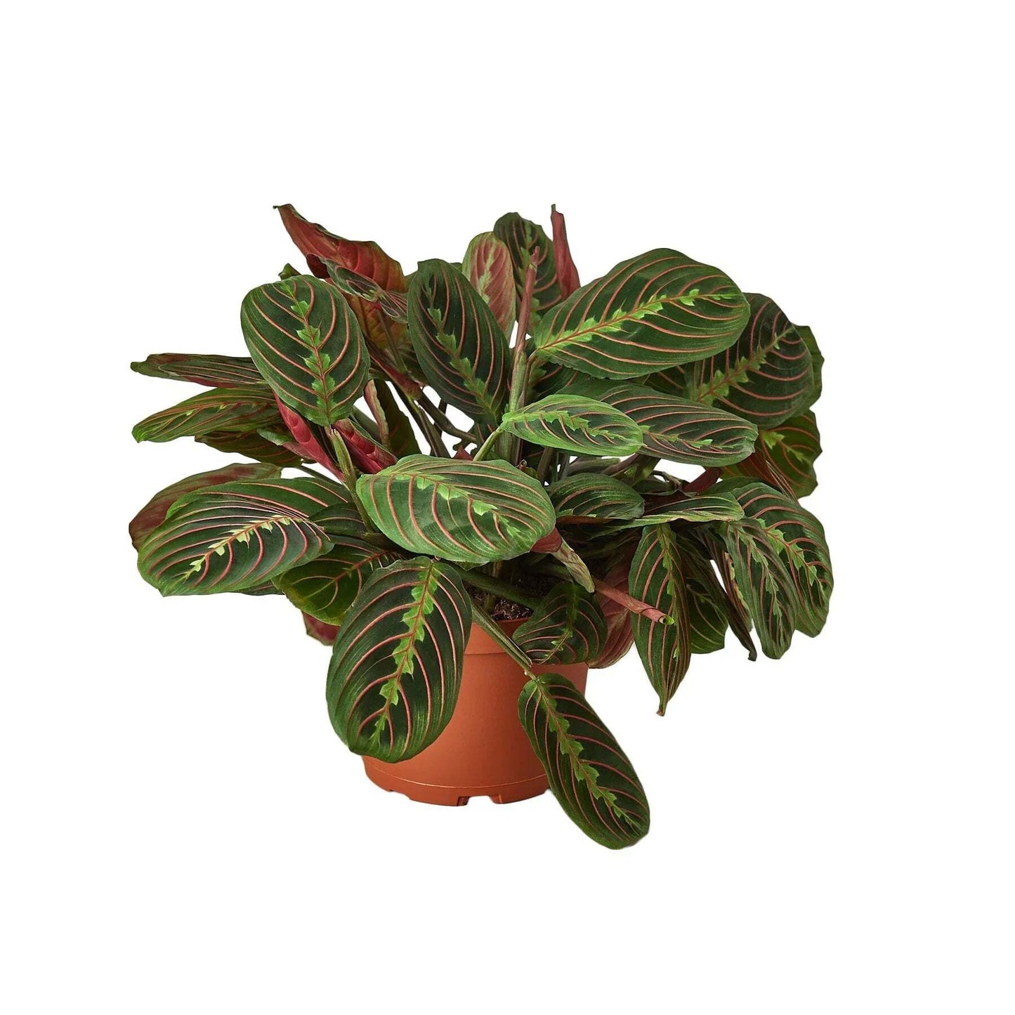 Maranta Red Prayer-6" Pot