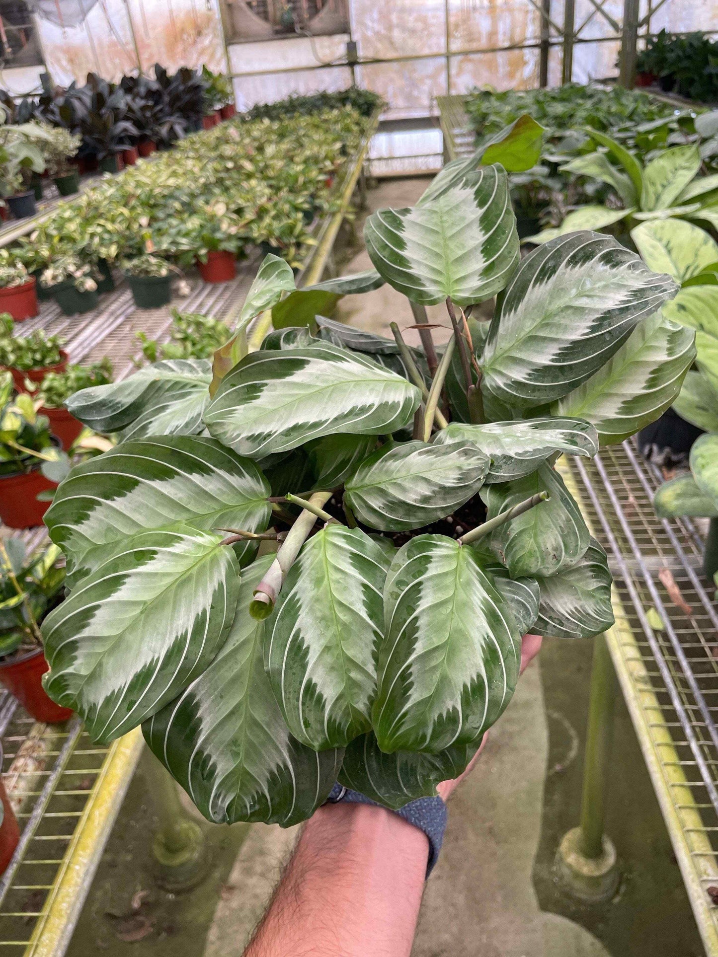 Maranta 'Silver Band'-6" Pot