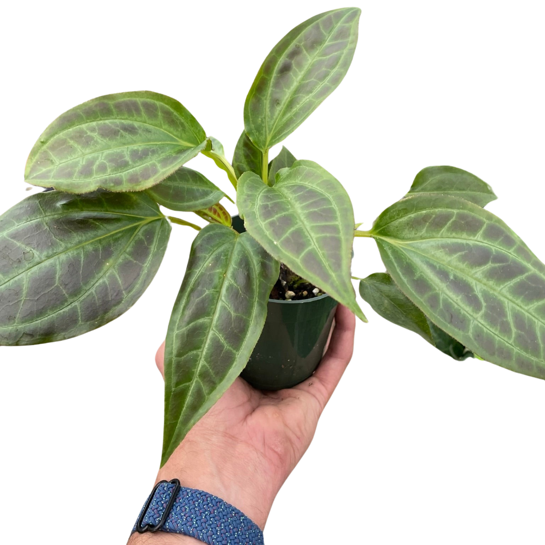 Monolena 'Primuliflora'-6" Pot