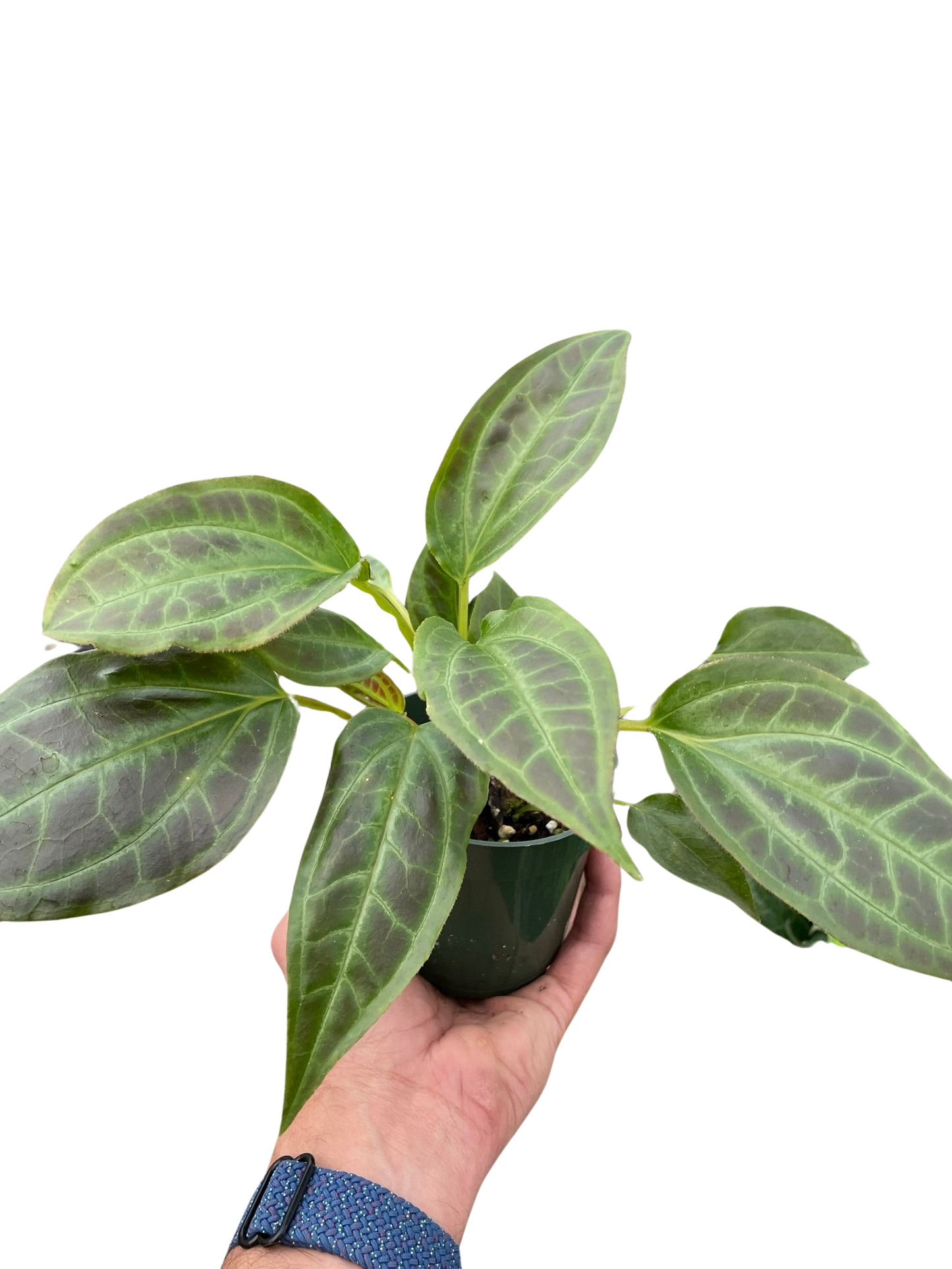 Monolena 'Primuliflora'-6" Pot