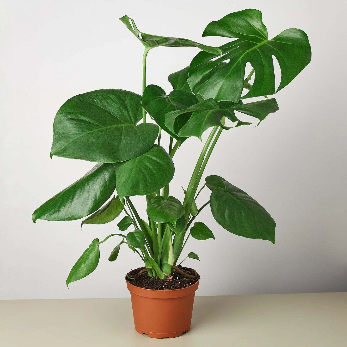 Philodendron Monstera Split-Leaf-6" Pot / Nursery Pot