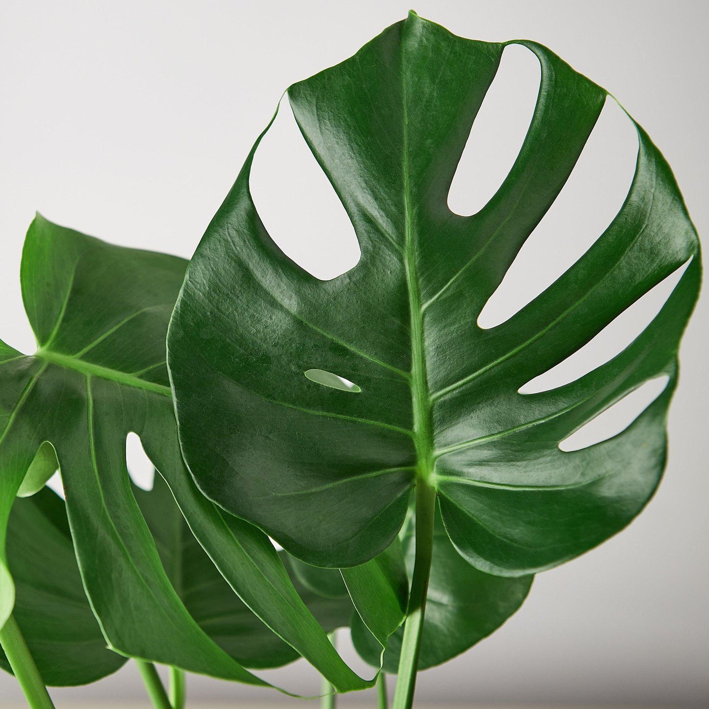 Philodendron Monstera Split-Leaf-6" Pot / Nursery Pot