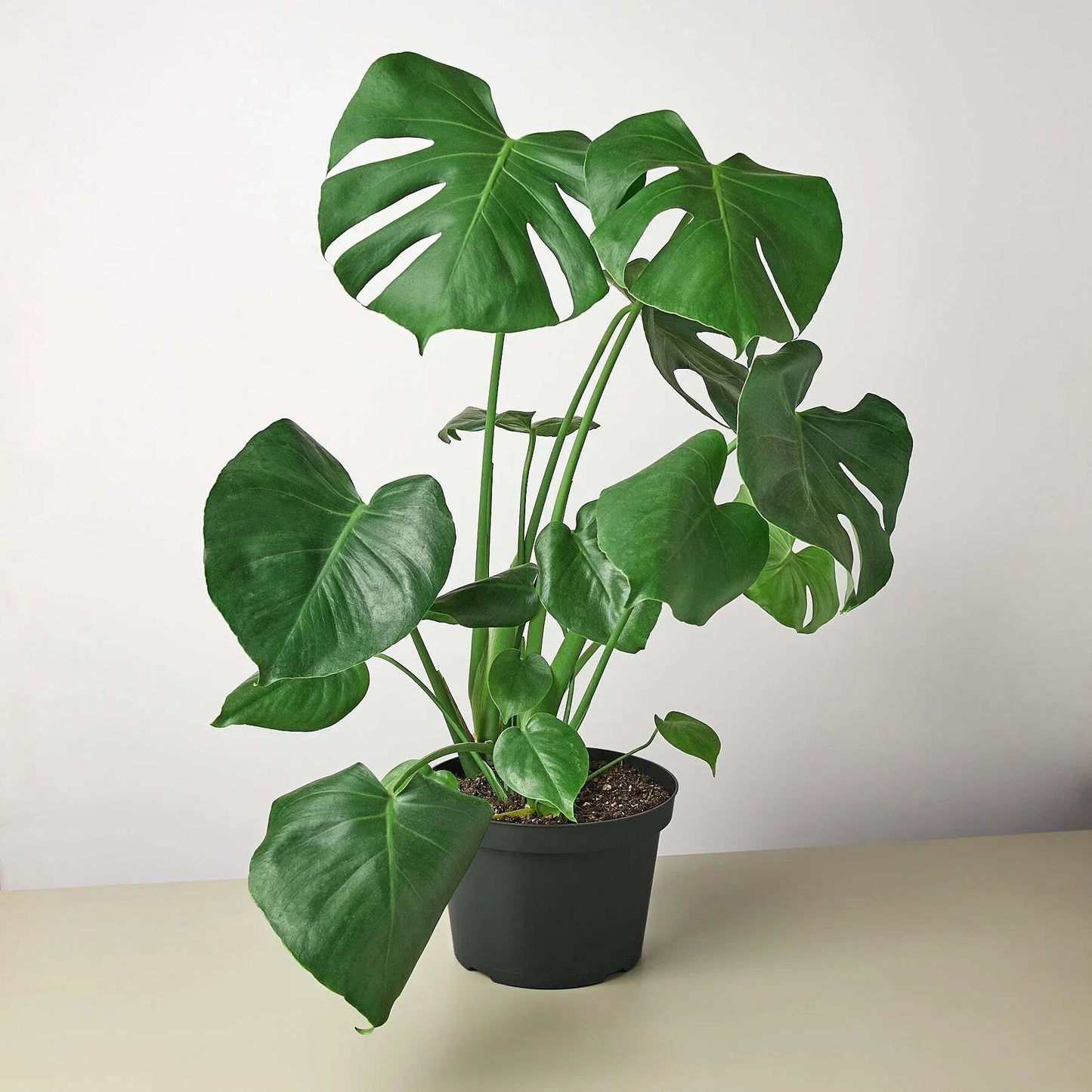 Philodendron Monstera Split-Leaf-6" Pot / Nursery Pot