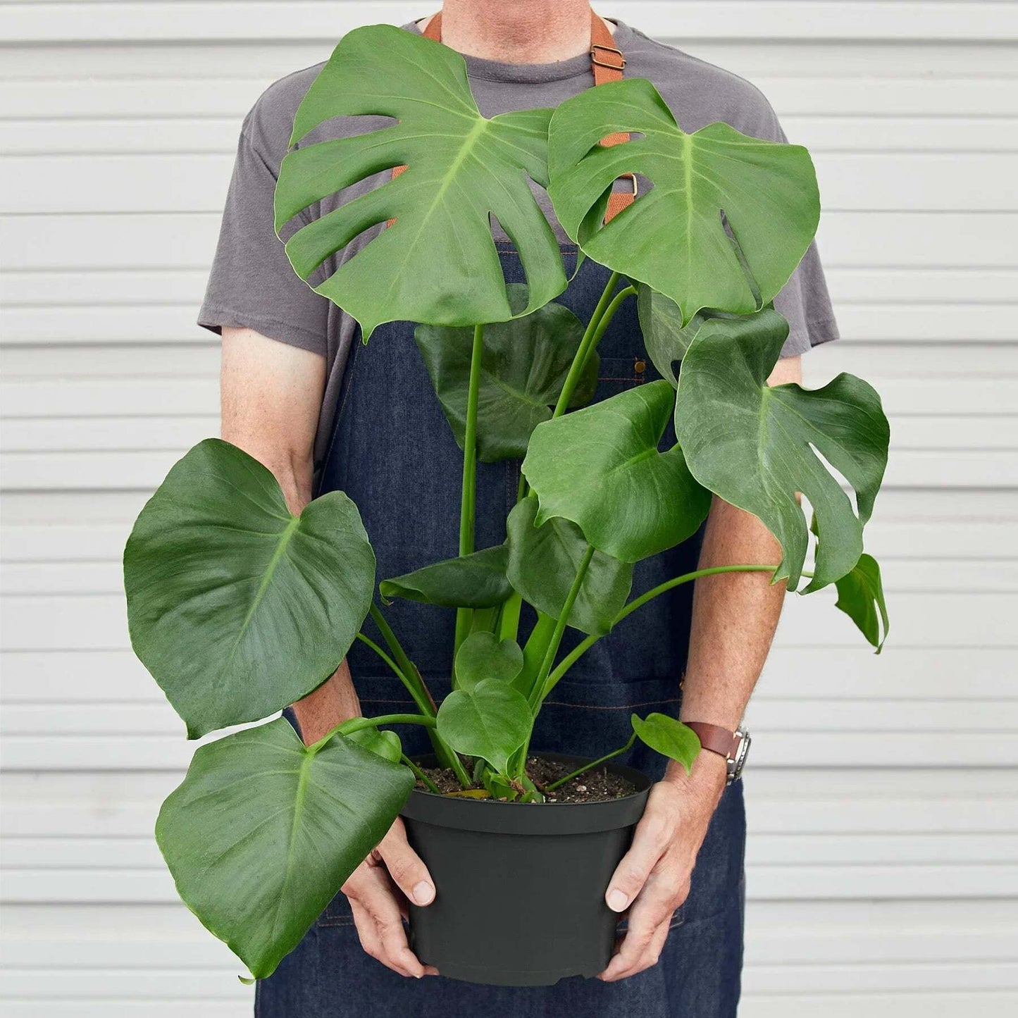 Philodendron Monstera Split-Leaf-6" Pot / Nursery Pot