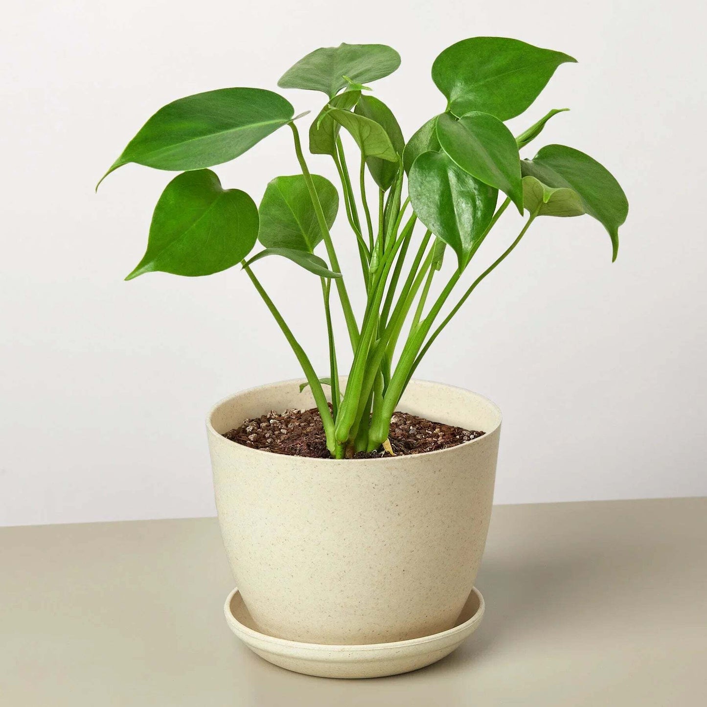 Philodendron Monstera Split-Leaf-6" Pot / Nursery Pot