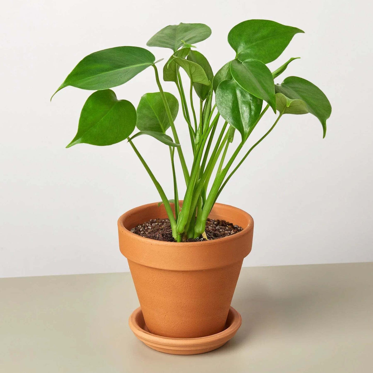 Philodendron Monstera Split-Leaf-6" Pot / Nursery Pot