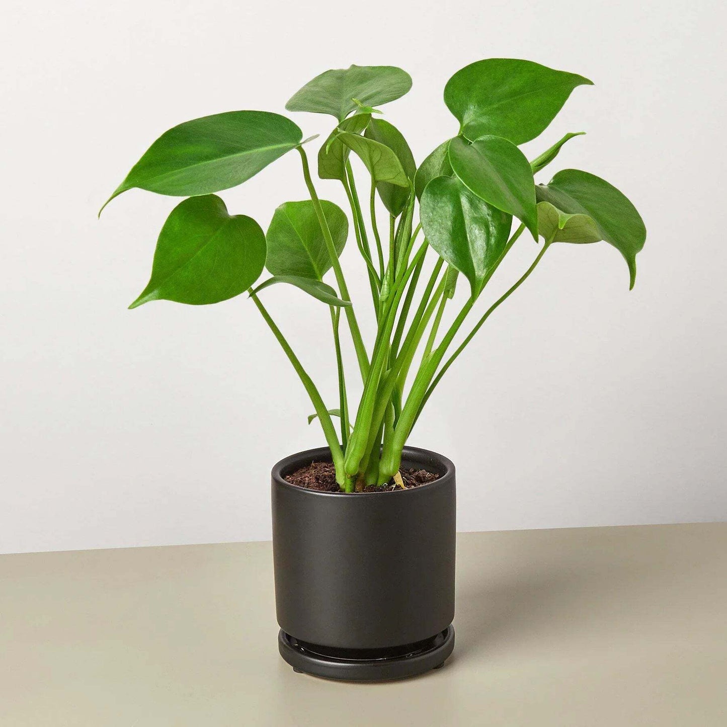 Philodendron Monstera Split-Leaf-6" Pot / Nursery Pot