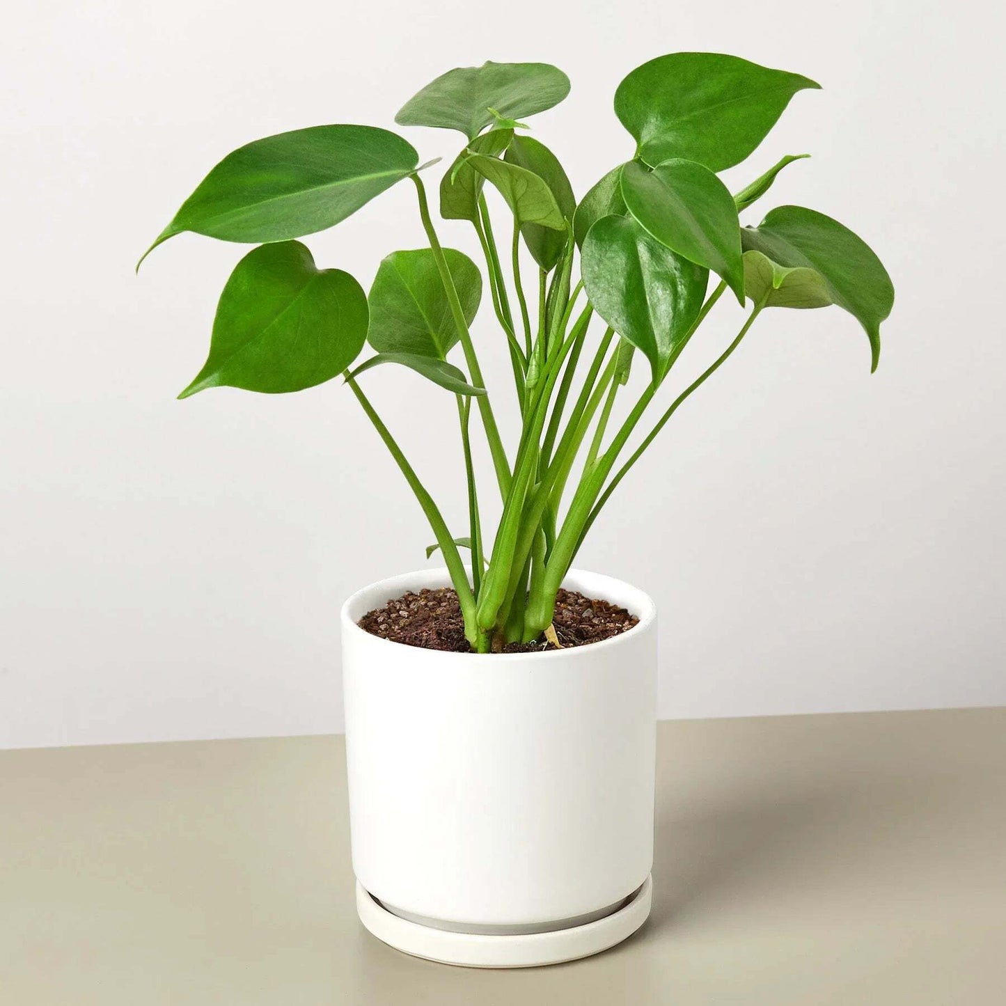 Philodendron Monstera Split-Leaf-6" Pot / Nursery Pot