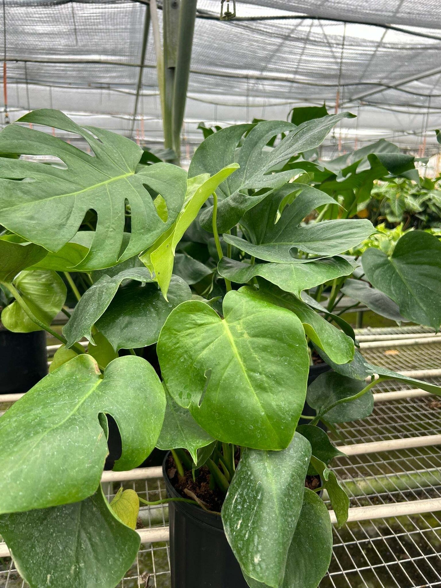 Philodendron Monstera Split-Leaf-6" Pot / Nursery Pot