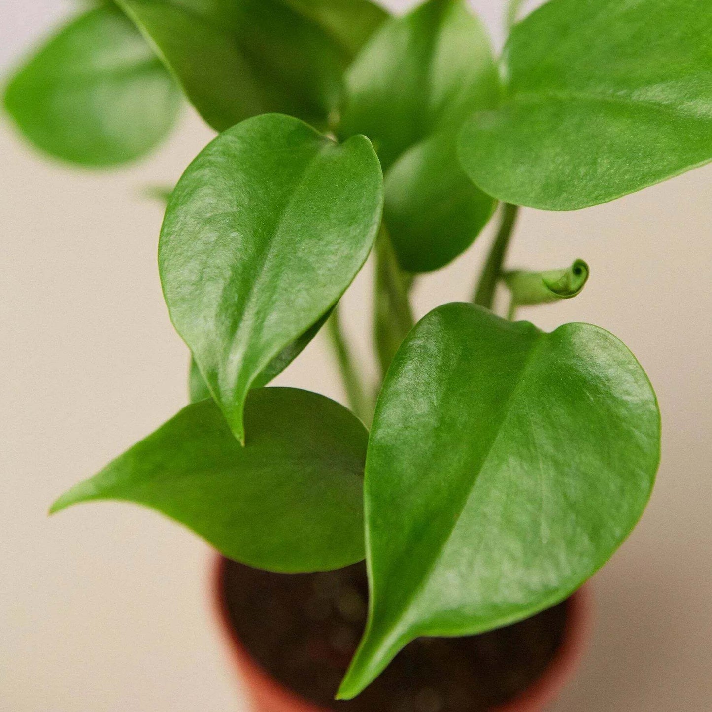 Philodendron Monstera Split-Leaf-6" Pot / White Cylinder