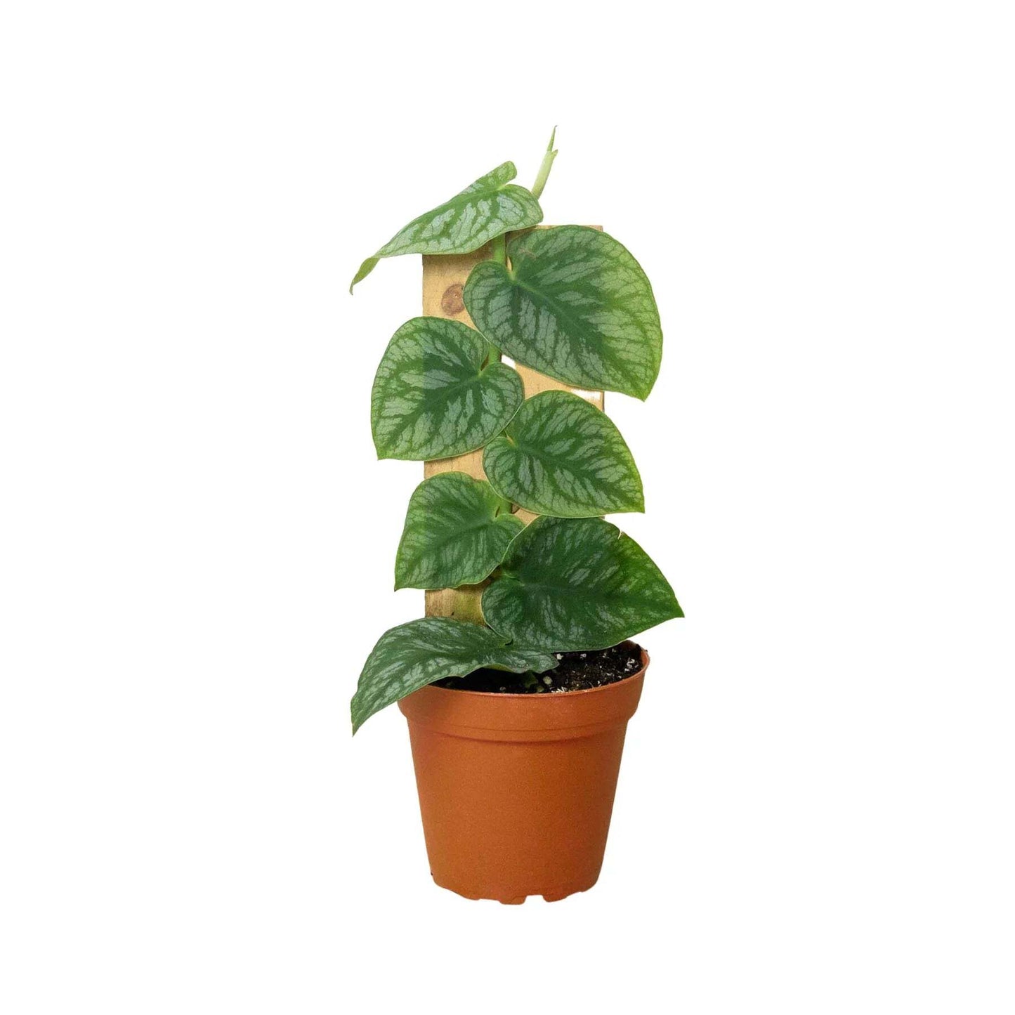 Monstera 'Dubia' (Shingle Plant)-6" Pot / Nursery Pot