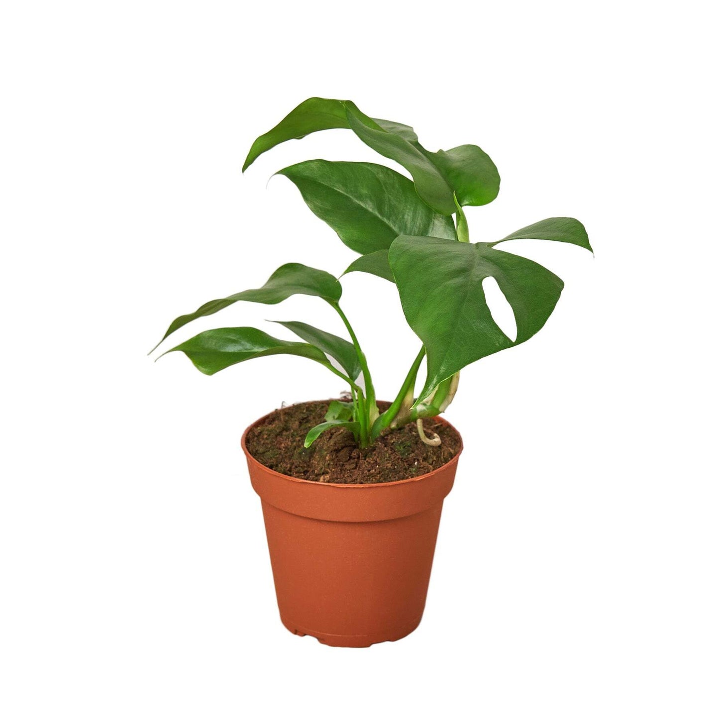 Philodendron Mini Monstera Minima-6" Pot / Nursery Pot