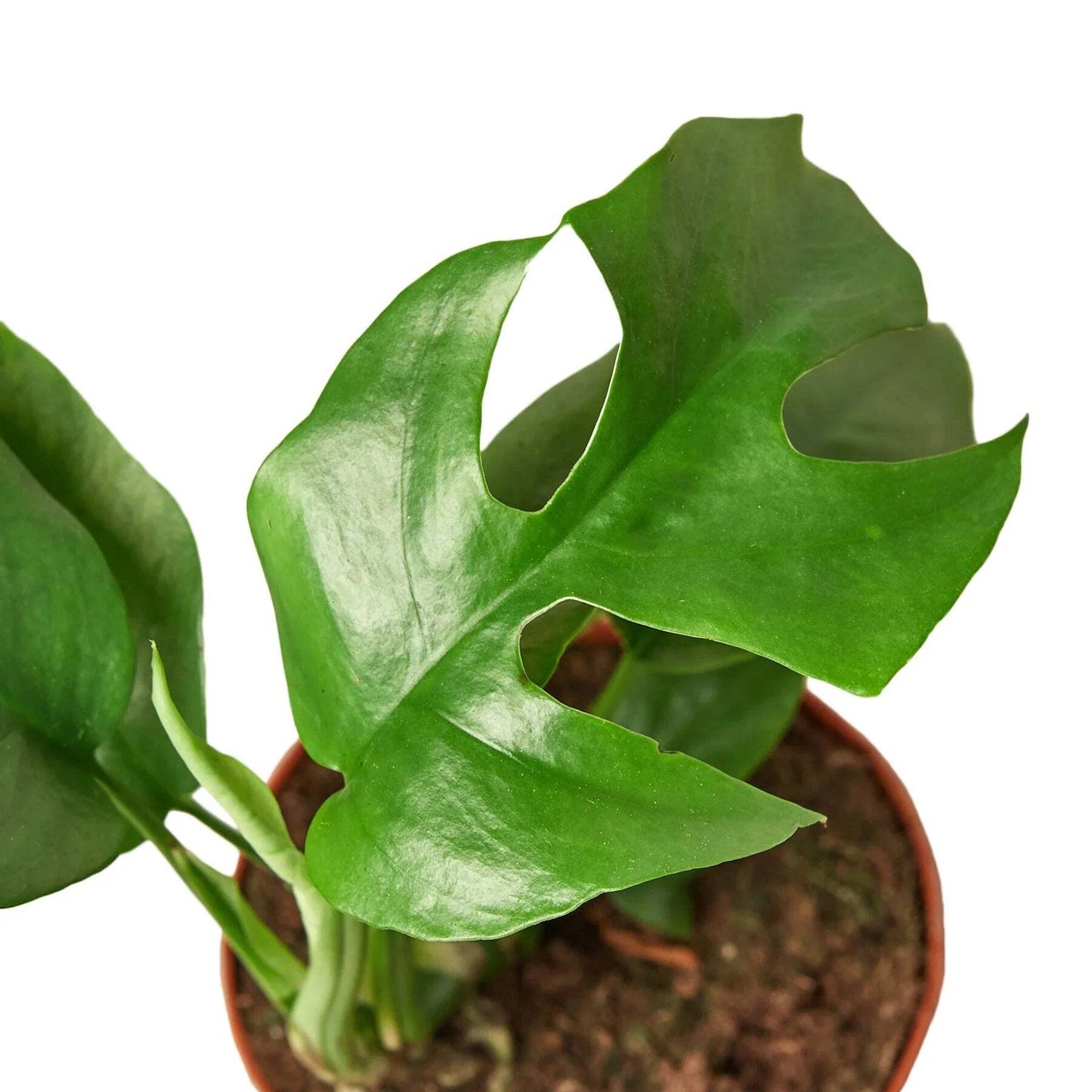 Philodendron Mini Monstera Minima-6" Pot / Nursery Pot