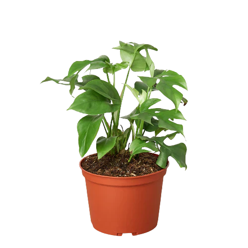 Philodendron Mini Monstera Minima-6" Pot / Nursery Pot