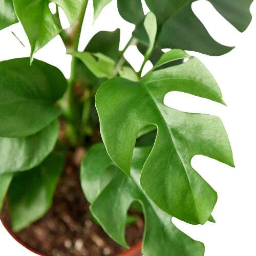 Philodendron Mini Monstera Minima-6" Pot / Nursery Pot