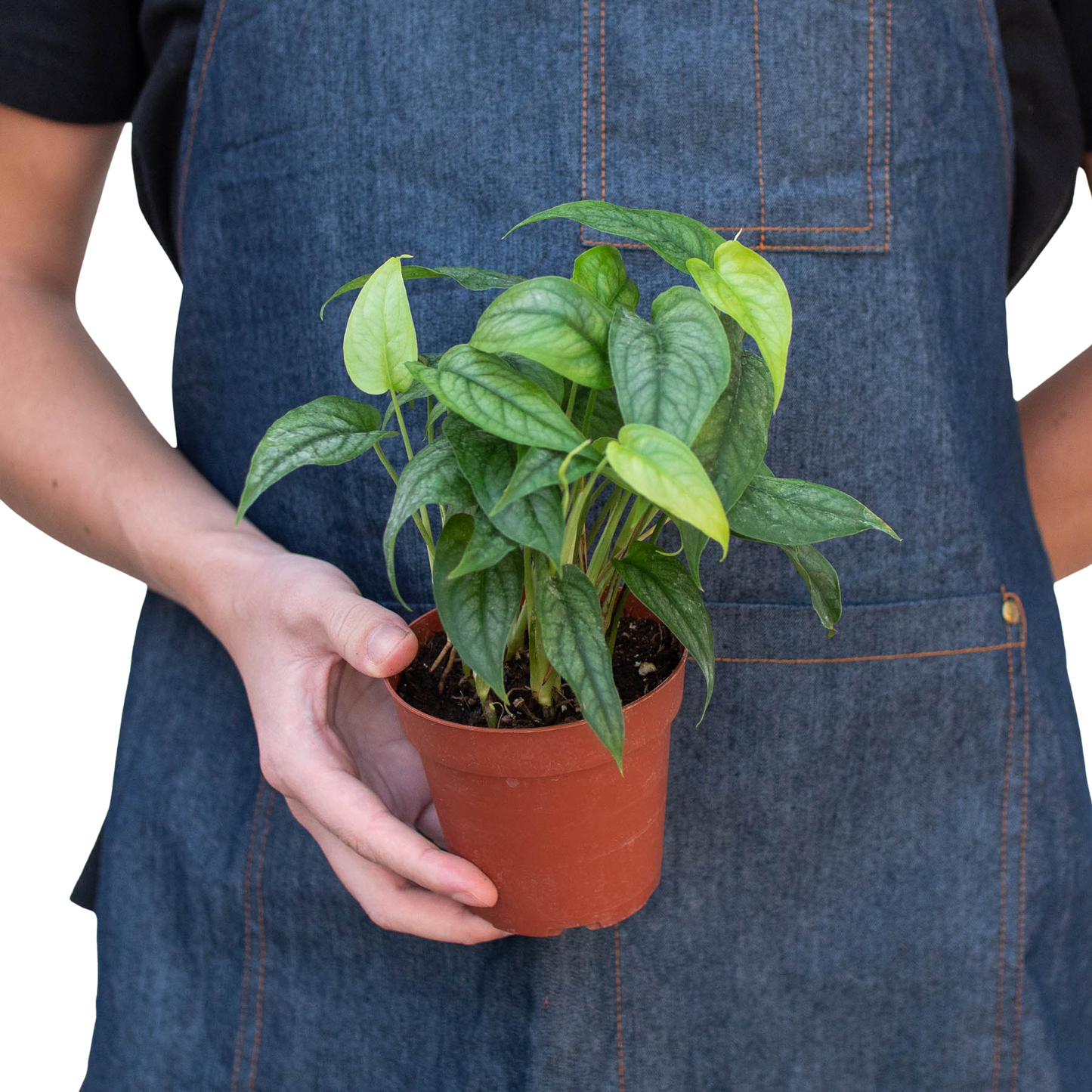 Monstera 'Siltepecana'-6" Pot