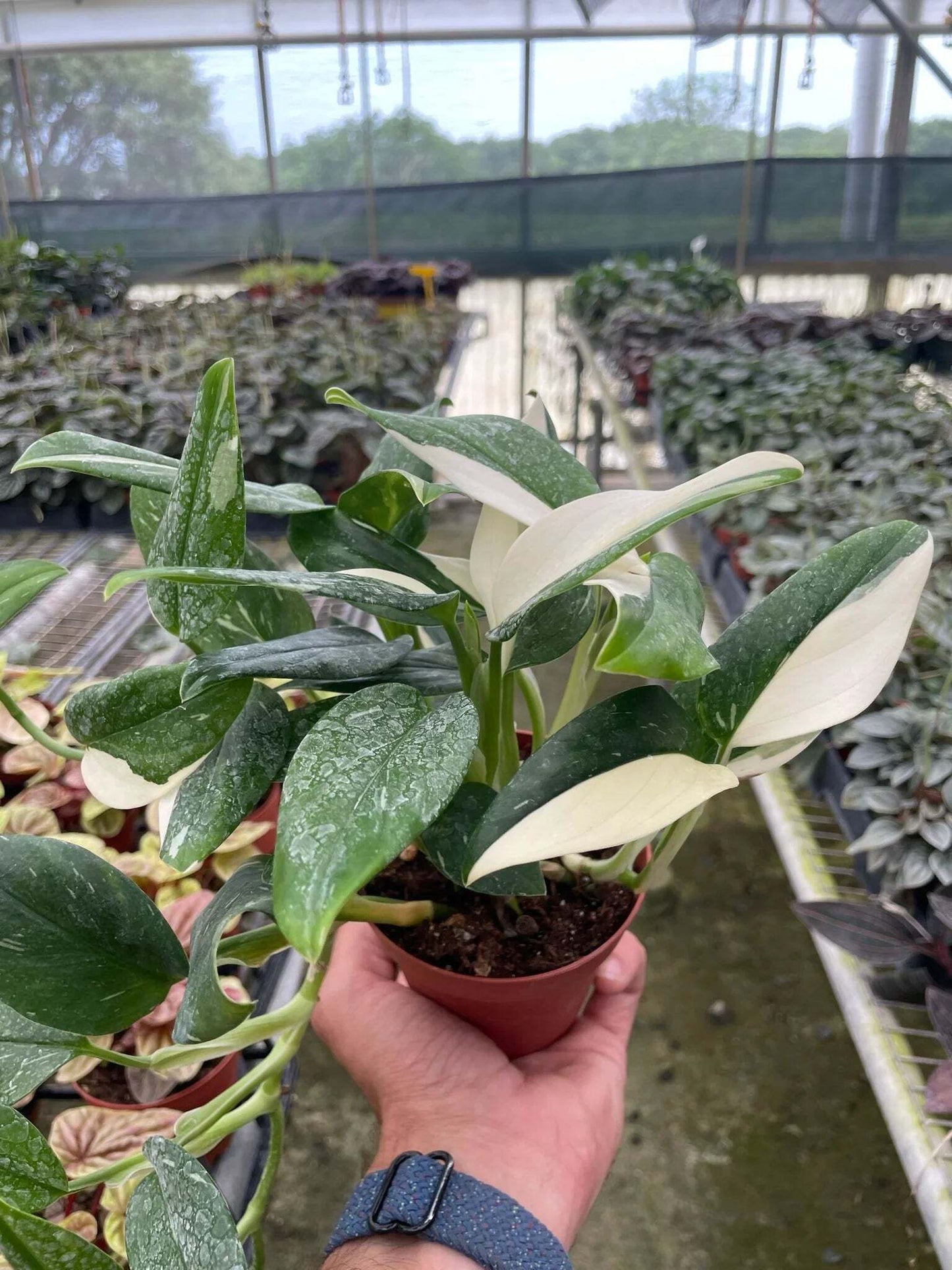 Monstera 'Standeleyana Albo Variegated'-6" Pot