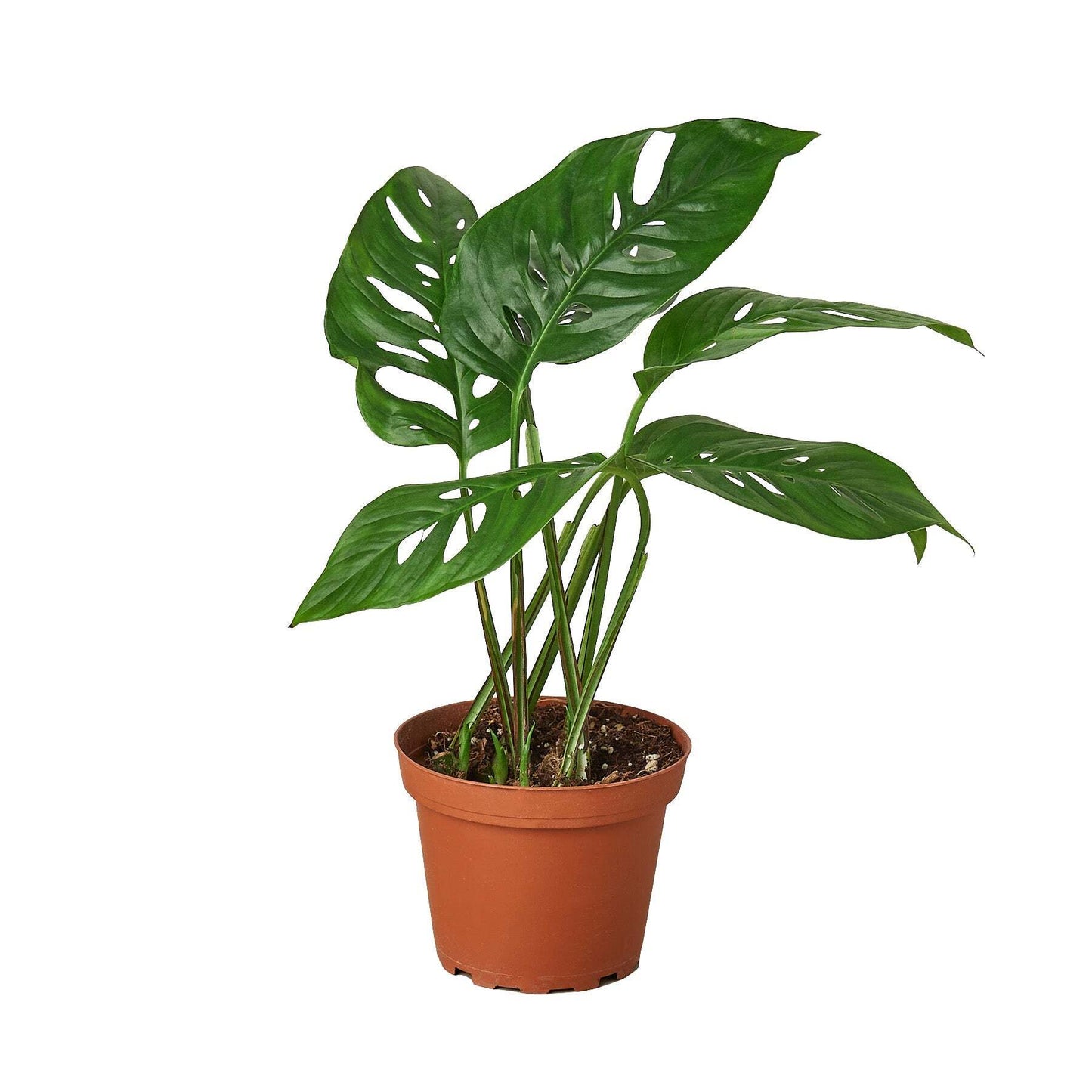 Monstera Adansonii 'Swiss Cheese'-6" Pot / Nursery Pot