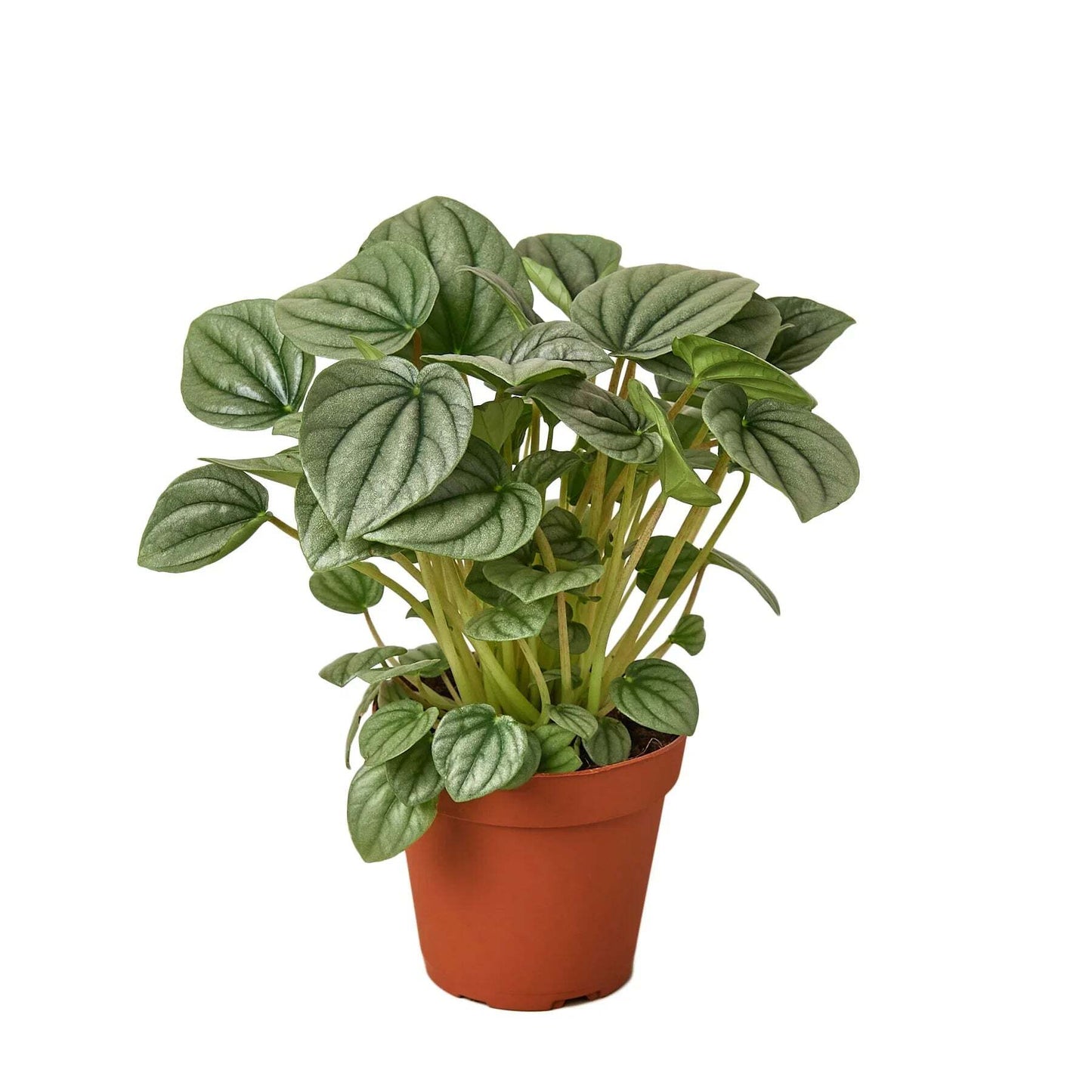 Peperomia 'Frost'-6" Pot