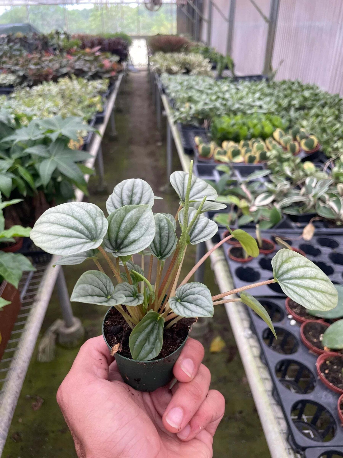 Peperomia 'Frost'-6" Pot