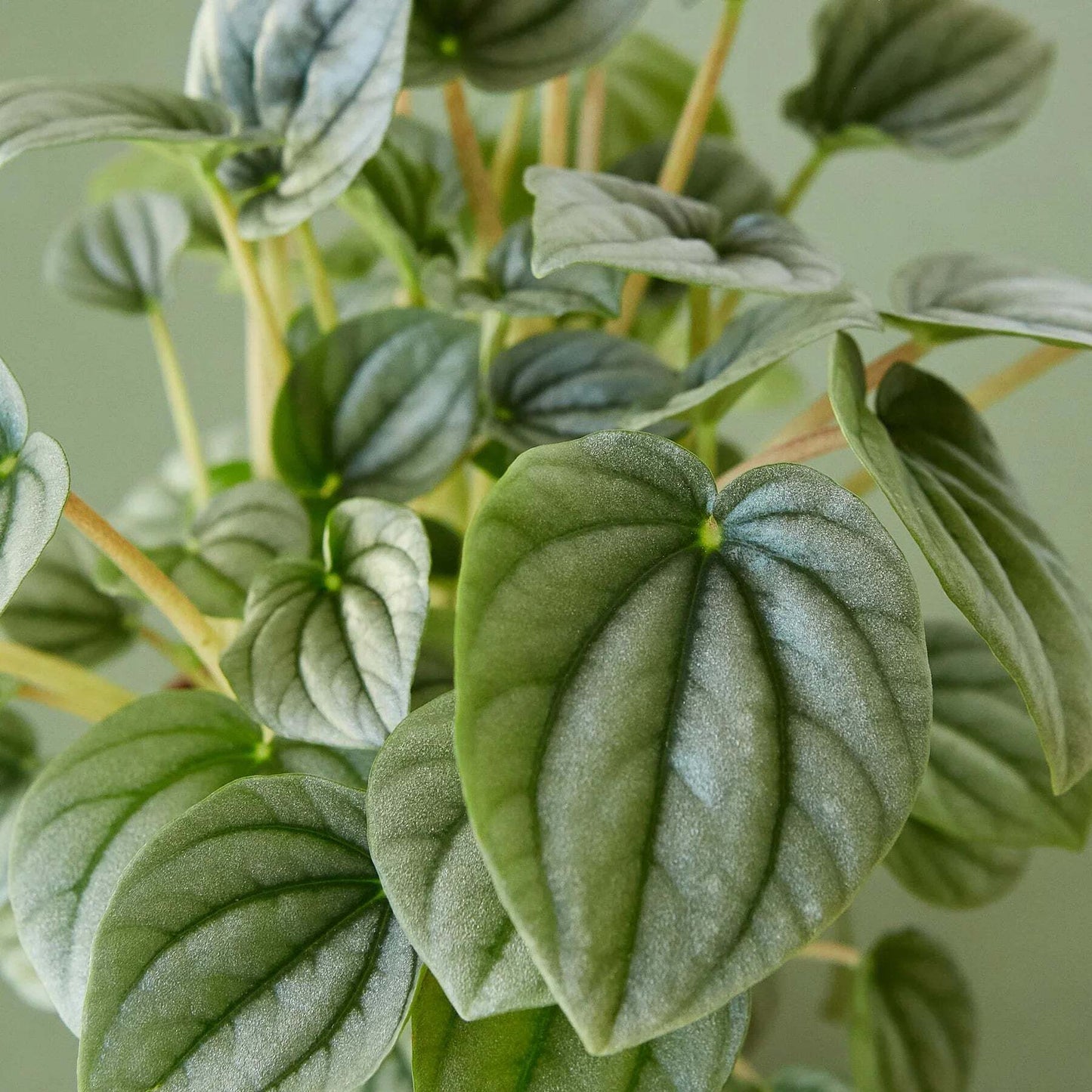 Peperomia 'Frost'-6" Pot