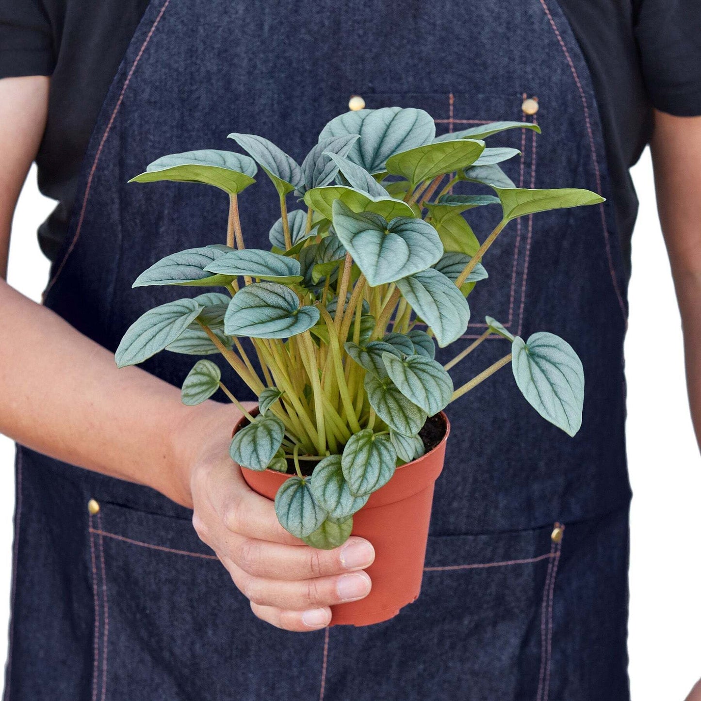 Peperomia 'Frost'-6" Pot