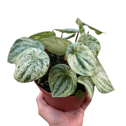 Peperomia 'Watermelon Variegated'-6" Pot