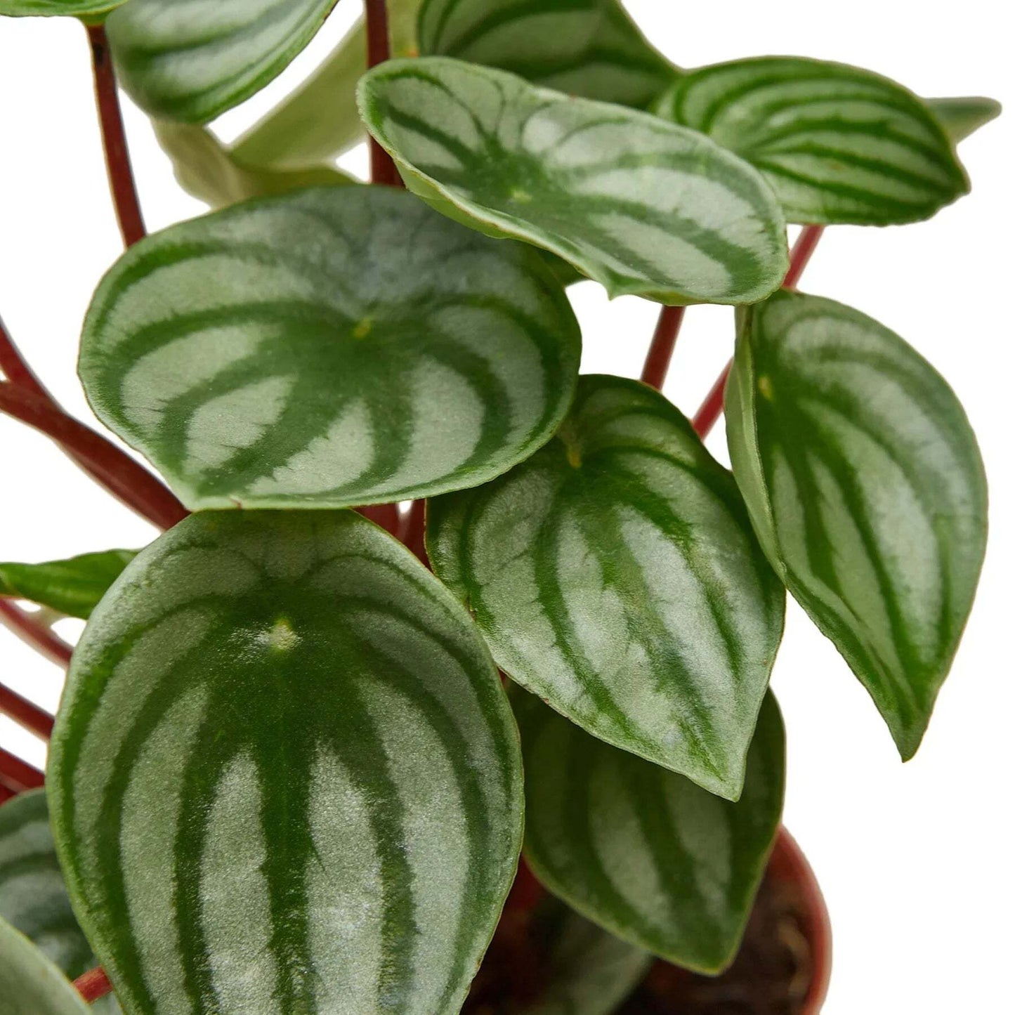 Peperomia Watermelon-6" Pot