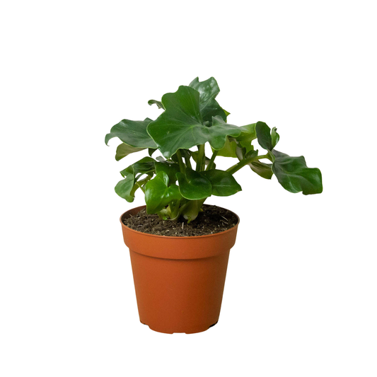 Philodendron 'Atom'-6" Pot