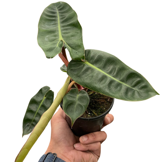 Philodendron 'Billietiae'-6" Pot