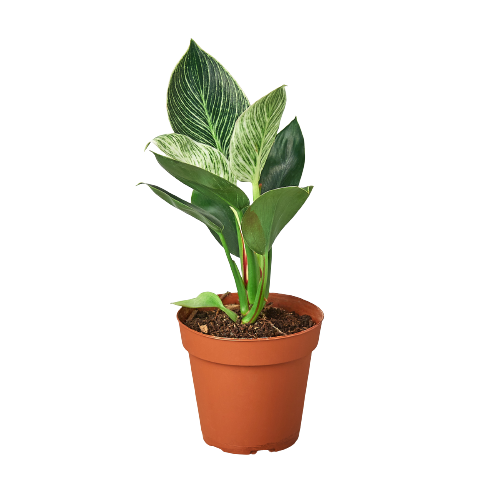 Philodendron 'Birkin'-6" Pot