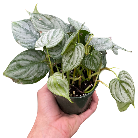 Philodendron 'Brandi'-6" Pot