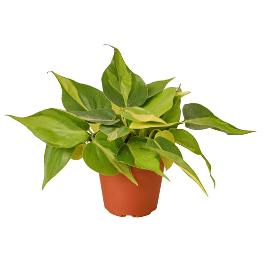 Philodendron 'Brasil'-6" Pot