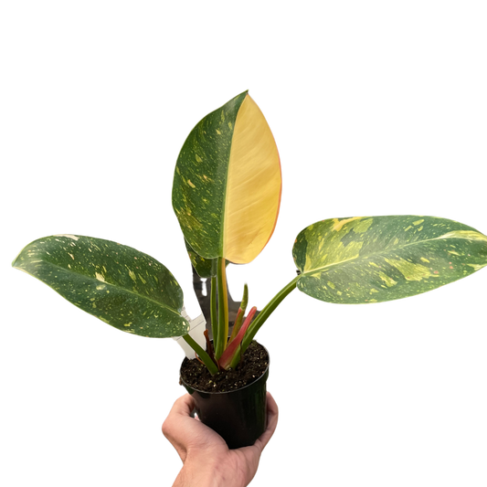 Philodendron 'Congo Green Variegated'-6" Pot