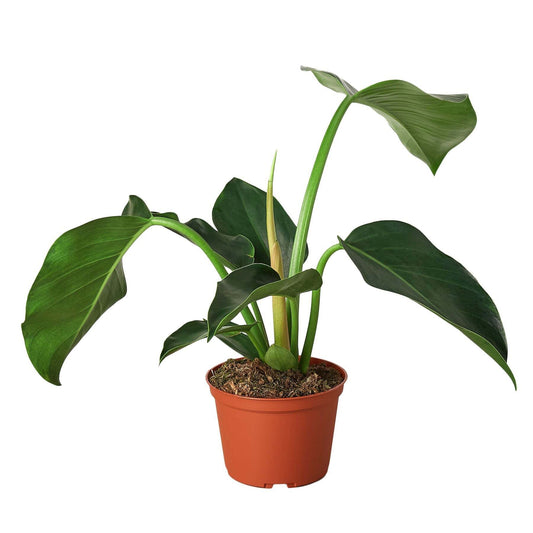 Philodendron 'Congo Green'-6" Pot