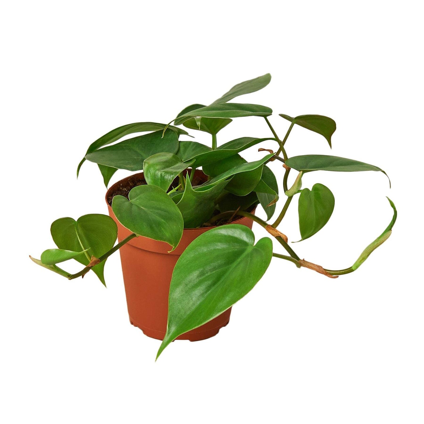 Philodendron Cordatum Heartleaf-6" Pot / Nursery Pot