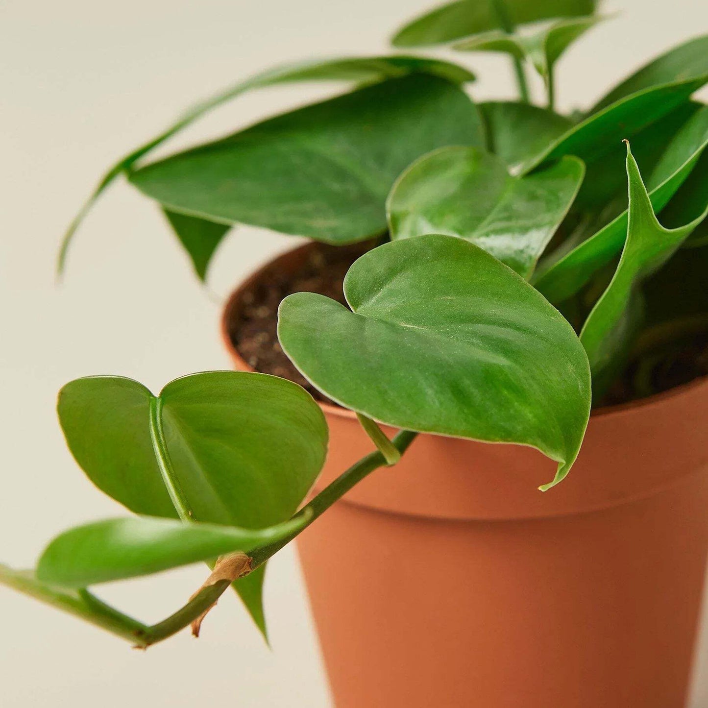 Philodendron Cordatum Heartleaf-6" Pot / Nursery Pot