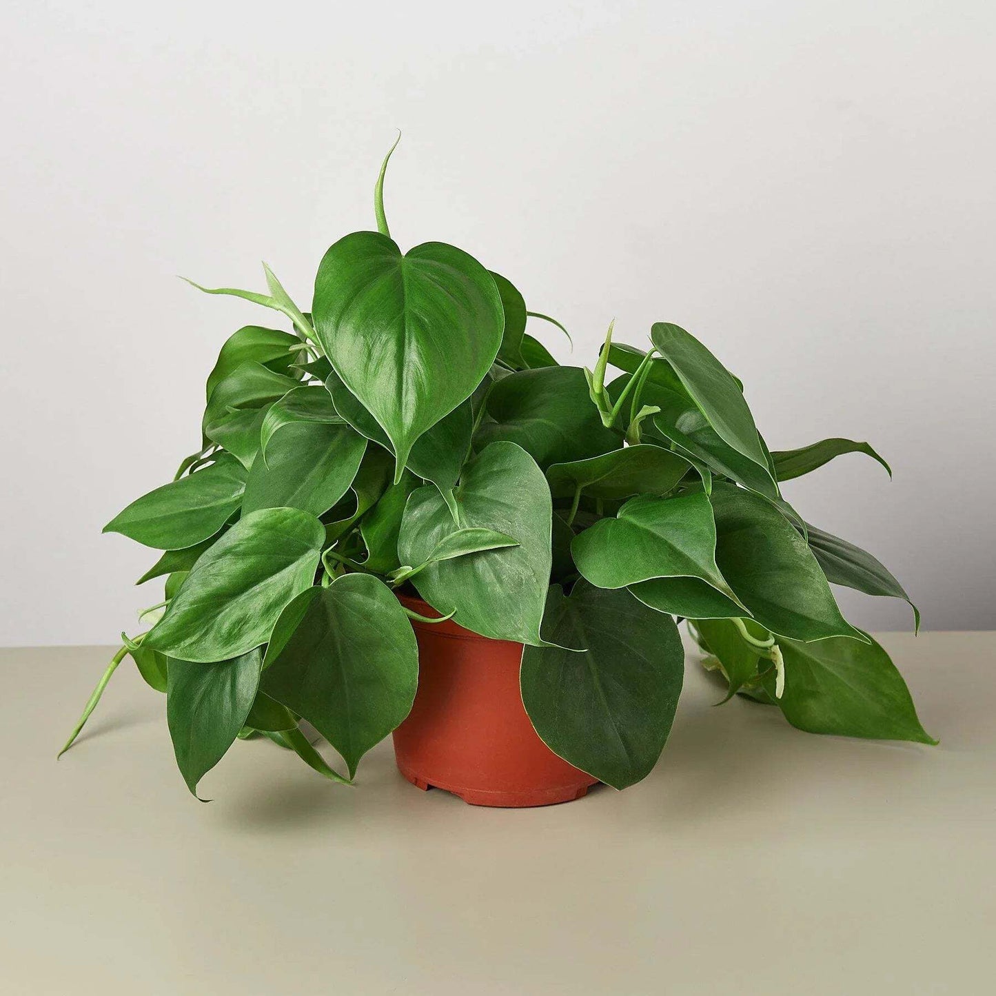 Philodendron Cordatum Heartleaf-6" Pot / Nursery Pot