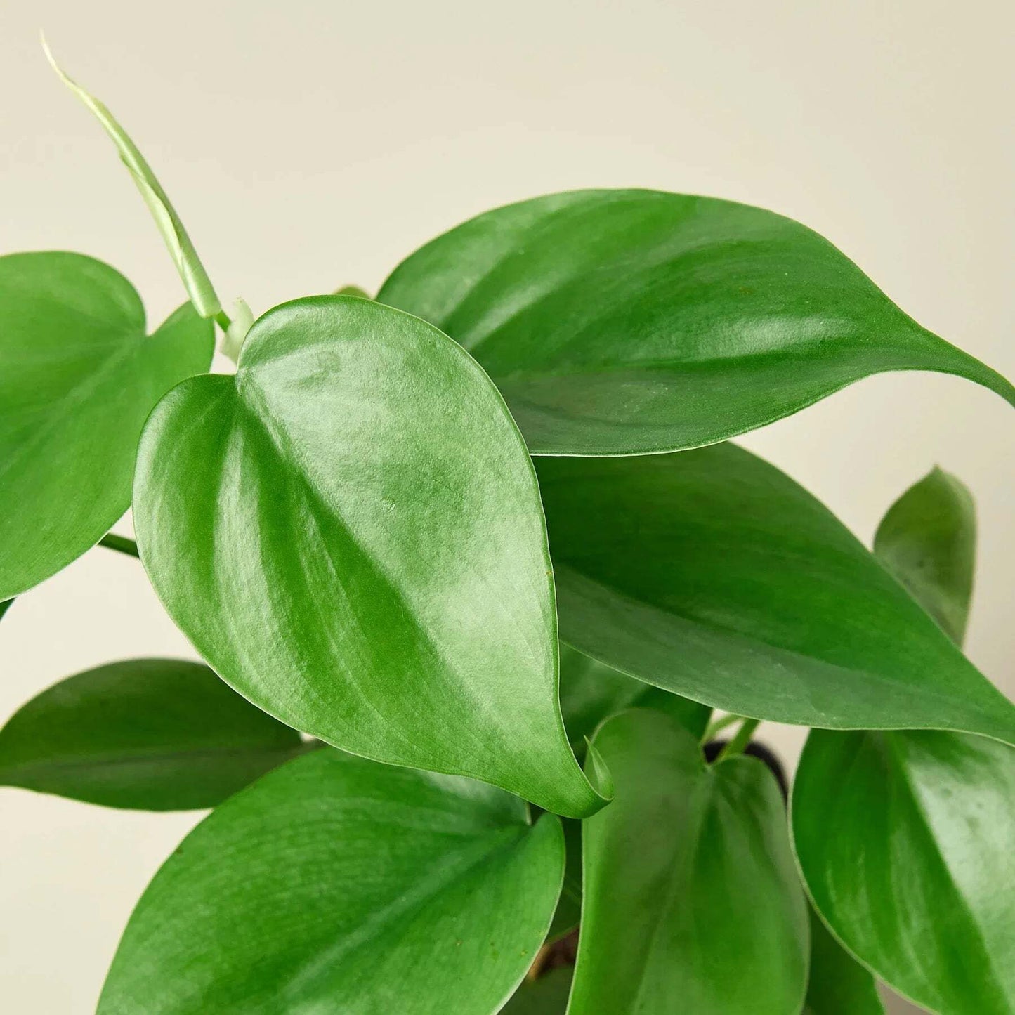 Philodendron Cordatum Heartleaf-6" Pot / Nursery Pot