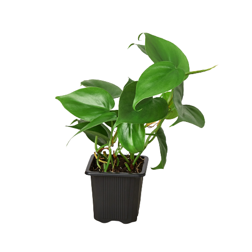 Philodendron Cordatum Heartleaf-6" Pot / Nursery Pot