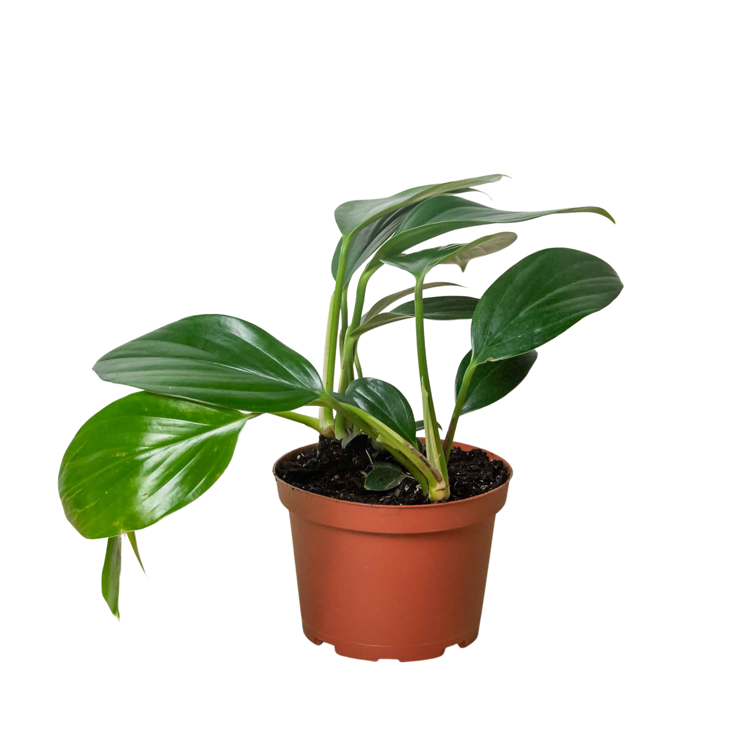 Philodendron 'Dragon Tail'-6" Pot