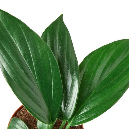 Philodendron 'Dragon Tail'-6" Pot