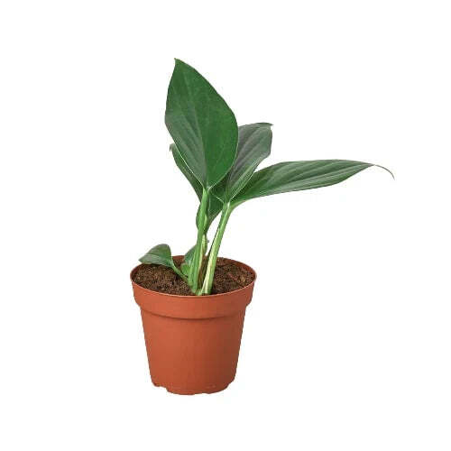 Philodendron 'Dragon Tail'-6" Pot